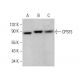 CPSF3 Antibody (C-3) - Western Blotting - Image 377490 