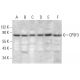 CPSF3 Antibody (C-3) - Western Blotting - Image 381113
