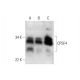 CPSF4 Antibody (A-11) - Western Blotting - Image 294603 