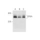 CPSF4 Antibody (A-11) - Western Blotting - Image 332752 