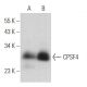 CPSF4 Antibody (A-11) - Western Blotting - Image 366510