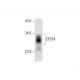 CPSF4 Antibody (D-1) - Western Blotting - Image 289475 