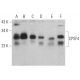 CPSF4 Antibody (D-1) - Western Blotting - Image 366508
