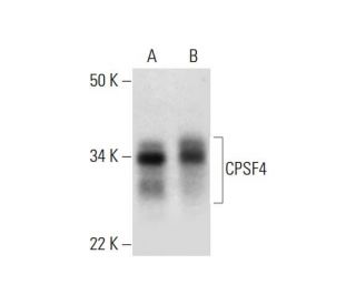 CPSF4 Antibody (D-9) - Western Blotting - Image 289677 