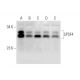 CPSF4 Antibody (F-8) - Western Blotting - Image 332753 