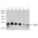 CPSF4 Antibody (F-8) - Western Blotting - Image 366509