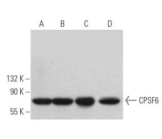 CPSF6 Antibody (F-3) - Western Blotting - Image 365625 