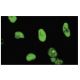 CPSF6 Antibody (L16) - Immunofluorescence - Image 35639