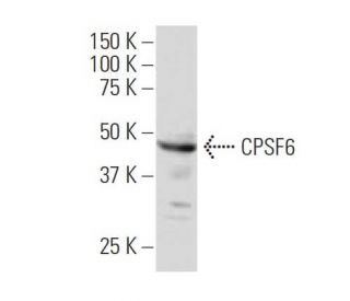 CPSF6 Antibody (L16) - Western Blotting - Image 34063 