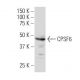 CPSF6 Antibody (L16) - Western Blotting - Image 34063 