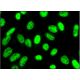 CPSF7 Antibody (A-9) - Immunofluorescence - Image 384202 