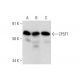 CPSF7 Antibody (A-9) - Western Blotting - Image 299035
