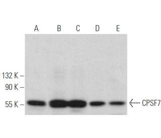CPSF7 Antibody (A-9) - Western Blotting - Image 372447 