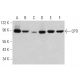 western blotting image from recommended CPTI (E-7) monoclonal antibody replacement. Image 359943