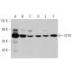 western blotting image from recommended CPTII (G-5) monoclonal antibody replacement. Image 359954