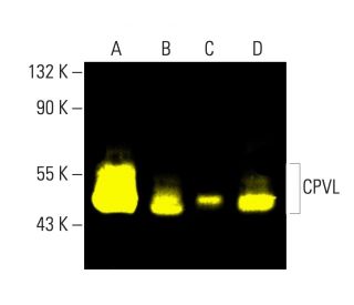 CPVL Antibody (H-7) - Western Blotting - Image 404219 
