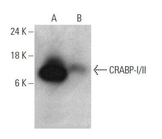 western blotting image from recommended CRABP-I/II (F-9) monoclonal antibody replacement. Image 358706