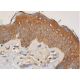 CRALBP Antibody (G-9) - Immunohistochemistry - Image 286274 