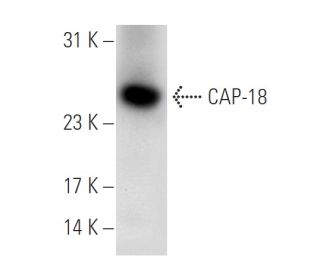 CAP-18 Antibody (G-1) - Western Blotting - Image 65619 