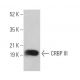 CRBP III Antibody (A-12) - Western Blotting - Image 370129