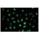 CRE-BPa Antibody (G420) - Immunofluorescence - Image 53935