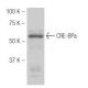 CRE-BPa Antibody (G420) - Western Blotting - Image 54000 