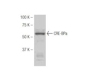 CRE-BPa Antibody (G420) - Western Blotting - Image 54000Each CRISPR/Cas9 Knockout (KO) Plasmid product consists of a pool of 3 plasmids designed to ensure identification and cleavage of a specific gene for maximum knockout efficiency. Each plasmid encodes a unique 20 nt sequence derived from the GeCKO (v2) library. 
