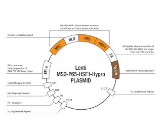 CRISPR/dCas9 Activation Plasmids consist of three plasmids at a 1:1:1... 