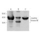 creatine kinase-M Antibody (C-4) - Western Blotting - Image 374681 