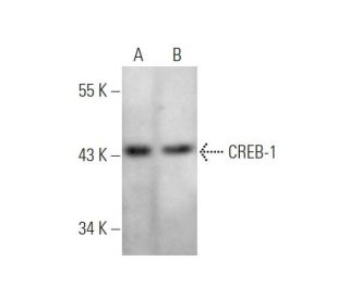 CREB-1 Antibody (D-12) - Western Blotting - Image 349319 