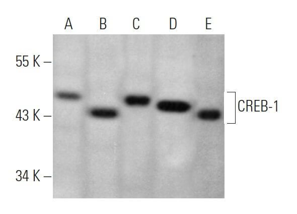 CREB1抗体 (D-4) | SCBT - Santa Cruz Biotechnology