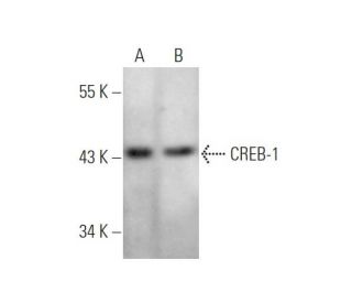 western blotting image from recommended CREB1 (D-12) monoclonal antibody replacement. Image 349319
