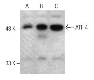 western blotting image from recommended ATF4 (B-3) monoclonal antibody replacement. Image 381023