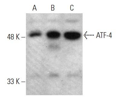 CREB-2抗体(H-290) | SCBT - Santa Cruz Biotechnology