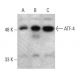western blotting image from recommended ATF4 (B-3) monoclonal antibody replacement. Image 381023