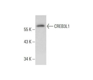 CREB3L1 Antibody (F-8) - Western Blotting - Image 325192 