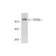 CREB3L1 Antibody (F-8) - Western Blotting - Image 325192 
