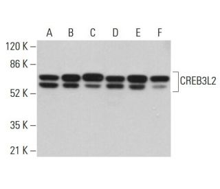 CREB3L2 Antibody (A-3) - Western Blotting - Image 380552 