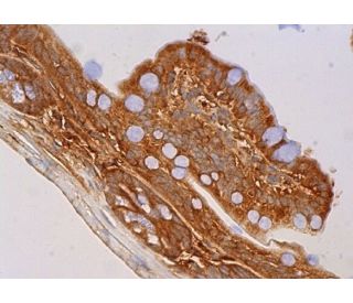 CREB3L3 Antibody (E-2) - Immunohistochemistry - Image 380116 