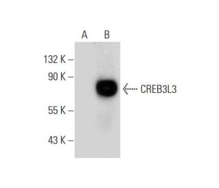 CREB3L3 Antibody (E-5) - Western Blotting - Image 289605