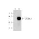 CREB3L3 Antibody (E-5) - Western Blotting - Image 289605