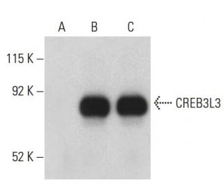CREB3L3 Antibody (F-9) - Western Blotting - Image 398972 