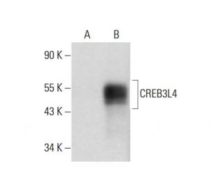 CREB3L4 Antibody (D-6) - Western Blotting - Image 320307 
