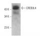 CREB3L4 Antibody (D-6) - Western Blotting - Image 378453