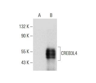 CREB3L4 Antibody (D-8) - Western Blotting - Image 320311 