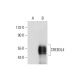 CREB3L4 Antibody (D-8) - Western Blotting - Image 320311 