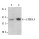 CREB3L4 Antibody (D-8) - Western Blotting - Image 367160