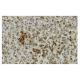 CREG Antibody (30R) - Immunohistochemistry - Image 36123