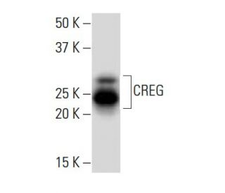 CREG Antibody (30R) - Western Blotting - Image 34066 