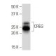 CREG Antibody (30R) - Western Blotting - Image 34066 
